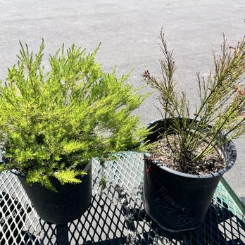 Louie's Nursery - Nurseries & Gardening Near Me - Menifee, California Louie's Nursery - Nurseries & Gardening Near Me - Menifee, California