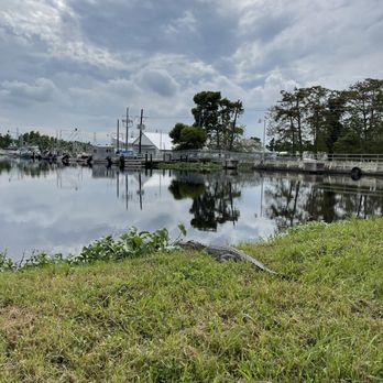 Ultimate Swamp Adventures - The welcoming committee! - Tours Near Me - Westwego, Louisiana