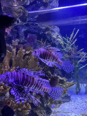 Shreveport Aquarium by null