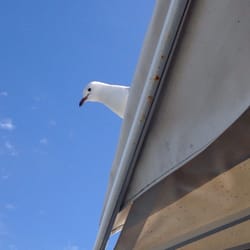 Manly Wharf Hotel - Freeloader