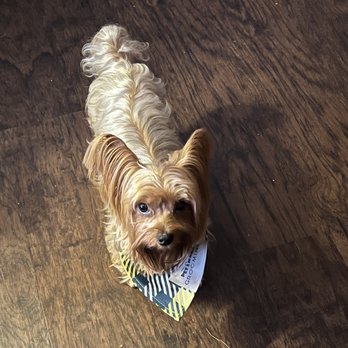 PetSmart - From beautiful yorkie - Pet Stores Near Me - Southfield, Michigan