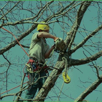 Houston Tree Removal - Tree Services Near Me - Houston, Texas Houston Tree Removal - Tree Services Near Me - Houston, Texas
