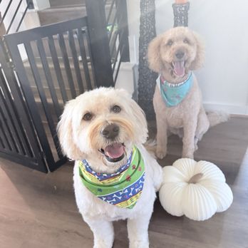 Viviane's Posh Paws - Milo & Cooper after grooming - Pet Groomers Near Me Viviane's Posh Paws - Milo & Cooper after grooming - Pet Groomers Near Me