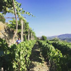 Casa de Casal de Loivos - Hotel's vineyard.
