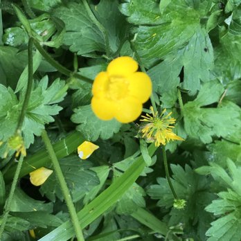 Bear Valley Visitor Center - blurry photo of a buttercup flower - Visitor Centers Near Me - Point Reyes Station, California
