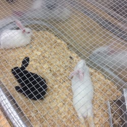 Atwoods - Awww rabbits :)