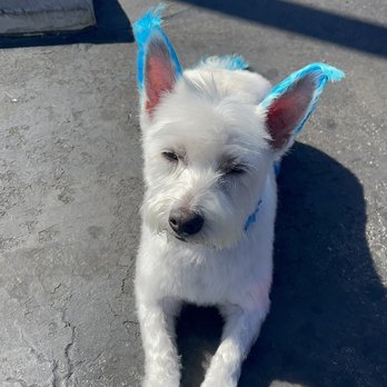 805 Pet Grooming - Pet Groomers Near Me - Westlake Village, California 805 Pet Grooming - Pet Groomers Near Me - Westlake Village, California