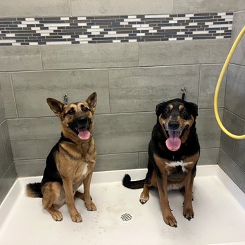 Barking Dogs Self-Wash & Grooming  - Gilbert - Two dogs (45lbs and 75lbs) in a big space! The staff allowed us to wash them in the same shower, which greatly lowered their anxiety! - Pet Stores Near Me - Gilbert, Arizona
