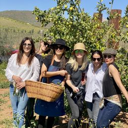 Harvest day at Valentinas Vineyard. Harvest day at Valentinas Vineyard.