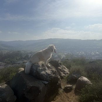 Peak Performance Dog Training - Pet Training Near Me - Ladera Ranch, California Peak Performance Dog Training - Pet Training Near Me - Ladera Ranch, California