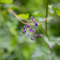 A Path to Natural Health
