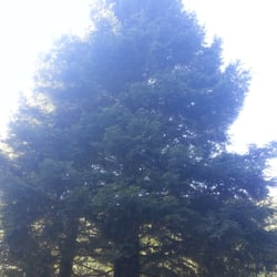 Redwood Heights Recreation Center - Tree