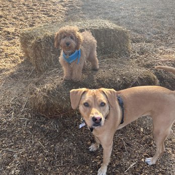 Karma Dog Training - Pet Training Near Me Karma Dog Training - Pet Training Near Me