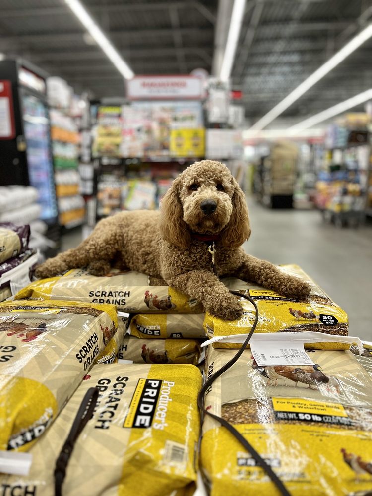 OFF LEASH K9 TRAINING 627 Photos & 381 Reviews 26175 Jefferson Ave