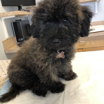 Discount Pets - Before - Pet Groomers Near Me - Anaheim, California Discount Pets - Before - Pet Groomers Near Me - Anaheim, California