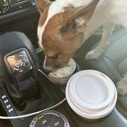 Pupcup  Cortado