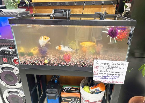 Asian Cuisine Express by null