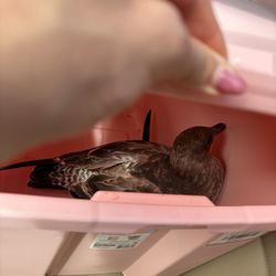 International Bird Rescue