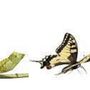 Say Life! Personal Coaching