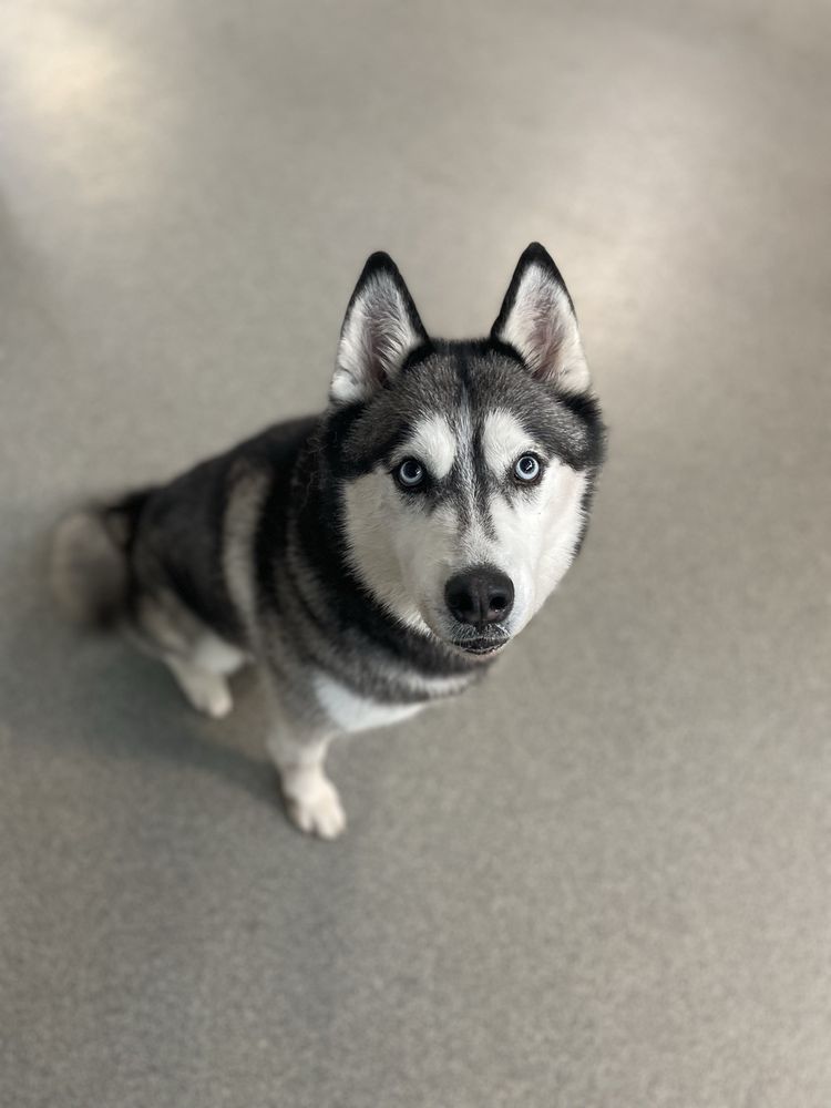 Doggy Office - pet boarding facility in Milwaukee, WI
