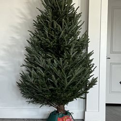 Bottoms Christmas Tree Farm