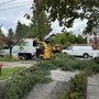 Photo of Dead Or Alive Tree Service
