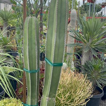 C&S Garden Center - Nurseries & Gardening Near Me - Lawndale, California C&S Garden Center - Nurseries & Gardening Near Me - Lawndale, California