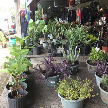 Mobile Flea Market - Plants - Flea Markets Near Me - Mobile, Alabama Mobile Flea Market - Plants - Flea Markets Near Me - Mobile, Alabama