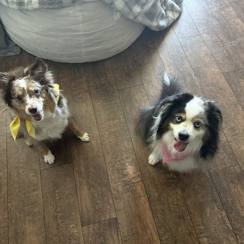 Max’s Happy Paws Grooming - Freshly groomed puppies - Pet Groomers Near Me - Alhambra, California Max’s Happy Paws Grooming - Freshly groomed puppies - Pet Groomers Near Me - Alhambra, California