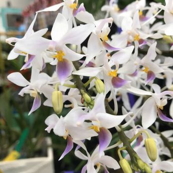 Manoa Orchid Show - Phal equestris "Akiko" - Tyler Tajima - Local Flavor Near Me - Honolulu, Hawaii