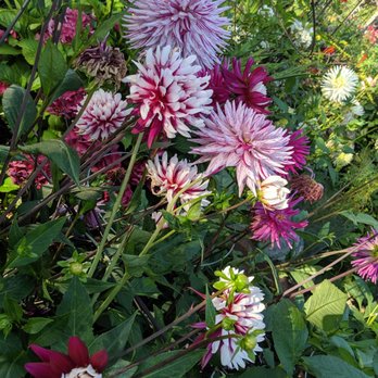 P-Patch Community Gardens - 1000 more spectacular in person - Community Gardens Near Me - Seattle, Washington