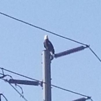Anaheim Coves - The Anaheim Coves trail is right behind my house. If you are lucky you might see s Bald Eagle hanging out. - Parks Near Me - Anaheim, California