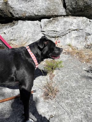 Lost Maples State Natural Area by null