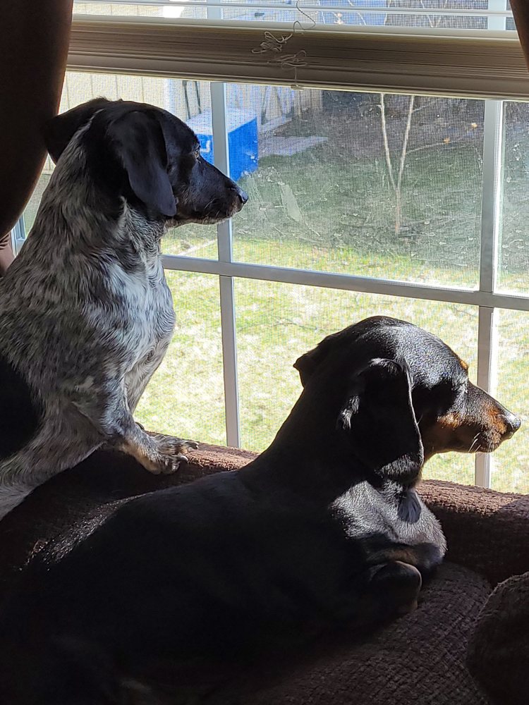 HOT DOG PET GROOMING SALON Updated September 2024 17 Photos 6549