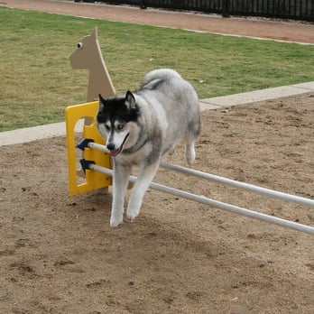 College Park - One of the Obstacles - Dog Parks Near Me - Oxnard, California