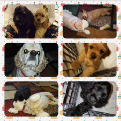 Sandy's Pet Service - Halko Hounds