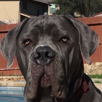 PetSmart - A day or two before dropping off - Pet Groomers Near Me - San Antonio, Texas