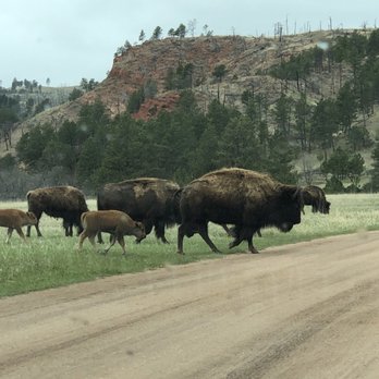 Custer State Park - Some of the herd - Parks Near Me - Custer, South Dakota Custer State Park - Some of the herd - Parks Near Me - Custer, South Dakota
