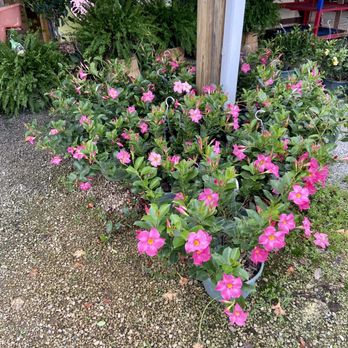 Bob and Lisa's Produce Stand - pink flowers - Fruits & Veggies Near Me - Piedmont, South Carolina Bob and Lisa's Produce Stand - pink flowers - Fruits & Veggies Near Me - Piedmont, South Carolina