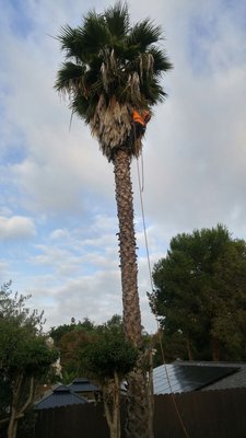 Palm Trimming - Call for a free estimate to have your property looking its best today.