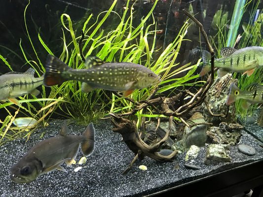 FIN & FEATHER PET CENTER - 23 Photos & 14 Reviews - Pet Stores - 5208