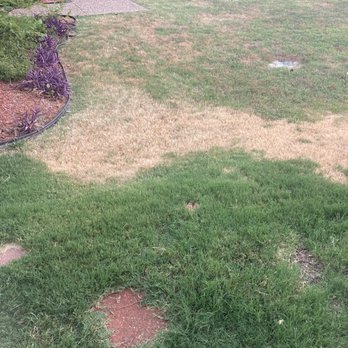 TruGreen Lawn Care - Why kill my lawn? - Tree Services Near Me - Lewisville, Texas TruGreen Lawn Care - Why kill my lawn? - Tree Services Near Me - Lewisville, Texas