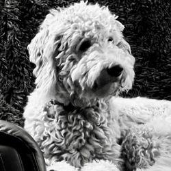 The Grateful Dog