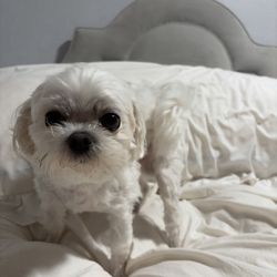Aguajito Veterinary Hospital - Ted
