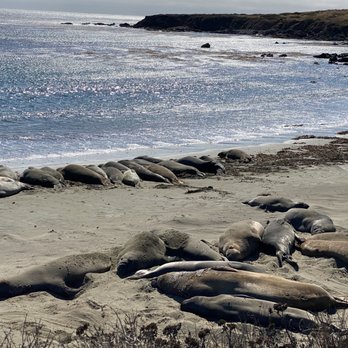 Elephant Seal Vista Point - Beaches Near Me - San Simeon, California Elephant Seal Vista Point - Beaches Near Me - San Simeon, California