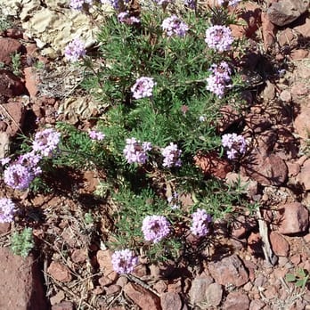 Lost Dog Trailhead - blooming desert color - Hiking Near Me - El Paso, Texas Lost Dog Trailhead - blooming desert color - Hiking Near Me - El Paso, Texas