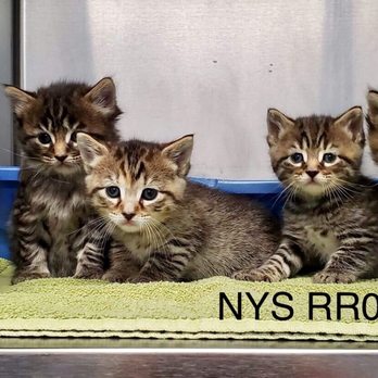Wyoming County SPCA - Pet Adoption Near Me - Attica, New York Wyoming County SPCA - Pet Adoption Near Me - Attica, New York