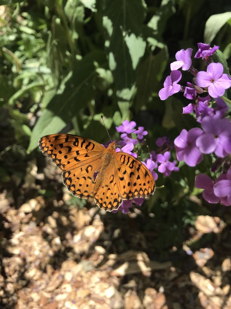 Grounded Joy Counseling Services - grief counselor in Laramie, WY