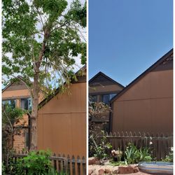 Roots Arise - Before and after the ash tree removal.