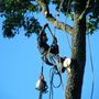 Photo of Broncos Tree Service